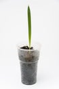Plant sprout Date palm in a plastic cup, close-up on a white background Royalty Free Stock Photo