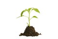 Plant sprout in ground solid isolated on empty white background. Seed, growth, ecology concept.