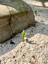 Plant sprout on sand ground Royalty Free Stock Photo