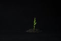 The plant sprouted through the black sand. green sprout in the sand close-up. new life care for nature. life force