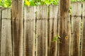 Plant sprouted through a real wooden fence