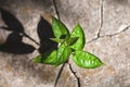 Plant sprouted in stone crack, vitality, survivability, resilience, rebirth and new life concept Royalty Free Stock Photo