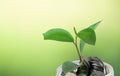 A plant sprouting on coins with a green blurred background and c Royalty Free Stock Photo