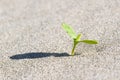 Plant sprouting in the desert Sahara. Seedling sand Royalty Free Stock Photo