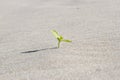 Plant sprouting in the desert Sahara. Seedling sand