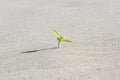 Plant sprouting in the desert Sahara. Seedling sand Royalty Free Stock Photo