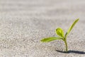 Plant sprouting in the desert Sahara. Seedling sand Royalty Free Stock Photo