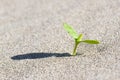 Plant sprouting in the desert Sahara. Seedling sand Royalty Free Stock Photo