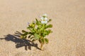 Plant sprouting in the desert Sahara. Seedling sand background Royalty Free Stock Photo