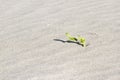 Plant sprouting in the desert Sahara. Seedling sand Royalty Free Stock Photo