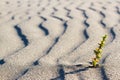 Plant sprouting in the desert in Sahara. Sprout in the desert. Royalty Free Stock Photo