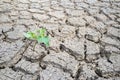 Plant sprouting in dried cracked river bed soil