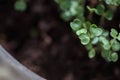 Plant sprouting. Seedling on black soil. Just growing fresh green