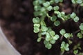 Plant sprouting. Seedling on black soil. Just growing fresh green