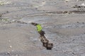 Plant sprouting in the stone. Herb desert.