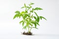 Plant sprouts from earth, grows vigorously with vibrant foliage and growth stage Royalty Free Stock Photo