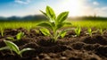 Plant sprouts from the soil in field under the sun. Generative AI Royalty Free Stock Photo