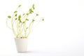 Plant sprouts on white little pot