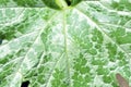 Plant squash green