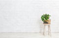 Plant on stack of books over white brick wall