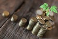 Plant and stacks of coins Royalty Free Stock Photo