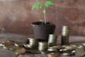 Plant and stacks of coins Royalty Free Stock Photo