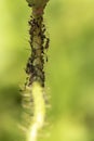 A plant stalk infected by aphids Aphidoidea. Between the aphids an ant Formicidae can be seen Royalty Free Stock Photo