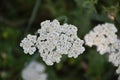 Yarrow (Achillea millefolium).