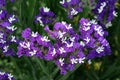 The plant statice (statice), or kermek (Limonium) is a member of the Lead family