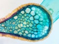 Plant Stem Cross-Section Under Microscope Royalty Free Stock Photo