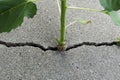 A plant stem growing out of a cement crack Royalty Free Stock Photo