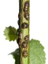 Scale insects infesting plant stem