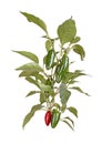 Stem leaves and fruit of a jalapeno pepper isolated on white