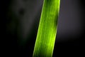 Plant stem. Minimalism. Green stem. Summer background.