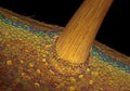 Plant stem section macro view Royalty Free Stock Photo