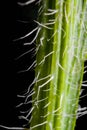 Plant stem trichomes up close