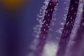 Plant stem with water droplets, macro photography Royalty Free Stock Photo