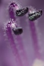 Plant stem with water droplets, macro photography Royalty Free Stock Photo