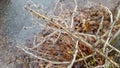 Plant stems covered with ice. Frozen branches