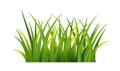 Plant stems for front plan nature illustration isolated. Green grass realistic. Detailed fresh green vector grass. Royalty Free Stock Photo