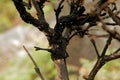 Plant stems scorched by volcanic eruptions