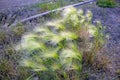 Plant Stipa grass