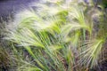 Plant Stipa grass