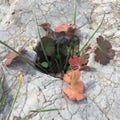 Plant and stone