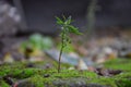 Plant on stones covered with moss