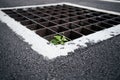 Plant on Storm Water drain.