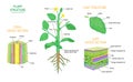 Plant structure and cross section botanical biology labeled diagrams collection Royalty Free Stock Photo