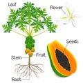 Plant structure of papaya tree isolated on white background.