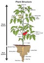 Plant structure and parts infographic diagram tree shoot root system Royalty Free Stock Photo