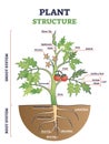 Plant structure with root, stem and leaf anatomical sections outline diagram Royalty Free Stock Photo